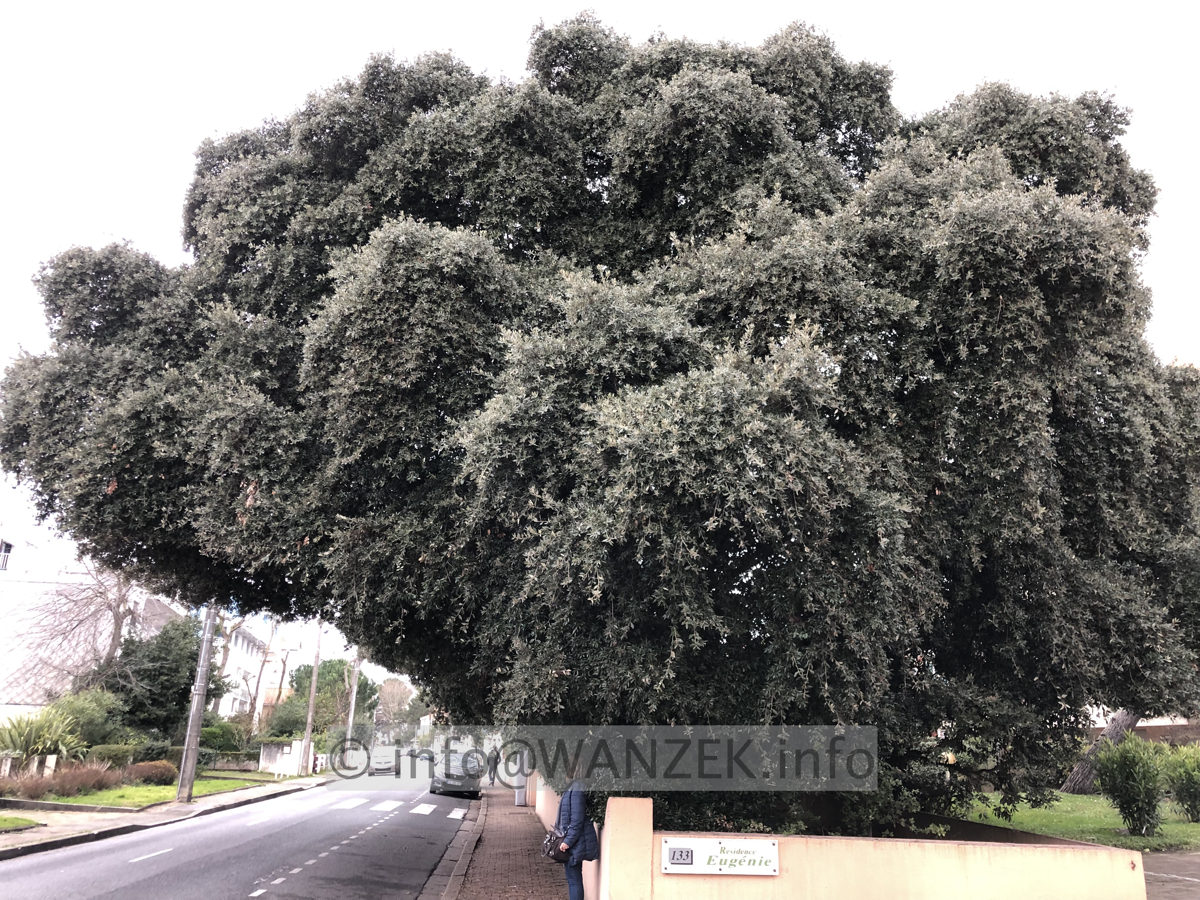 Elaeagnus angustifolia 01.JPG